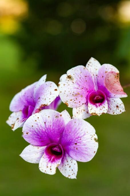 Recanto Dos Beija Flores, Chale Lantana C Monte Alegre do Sul Exterior photo